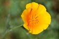 060 Kalifornischer Mohn - California Poppy - Eschscholzia californica