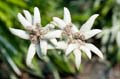 061 Edelweiss - Leontopodium nivale subsp. alpinum