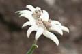 062 Edelweiss - Leontopodium nivale subsp. alpinum