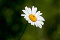 065 wilde Margerite - Oxeye daisy - Leucanthemum vulgare