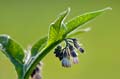 067 Beinwell - Comfrey - Symphytum