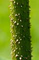 068 Mammutblatt - Gunnera manicata