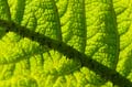 069 Mammutblatt - Gunnera manicata