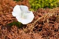 070 Echte Zaunwinde - Larger Bindweed - Calystegia sepium