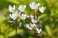 074 Goetterblume - Shooting Star - Dodecatheon meadia