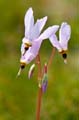 075 Goetterblume - Shooting Star - Dodecatheon meadia