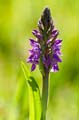 076 Breitblaettriges Knabenkraut - Western marsh orchid - Dactylorhiza majalis