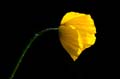 077 Scheinmohn - Welsh poppy - Meconopsis grandis