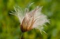 079 Silberwurz - Mountain avens - Dryas octopetala