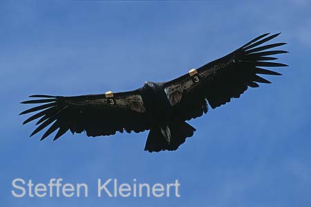 grand canyon np - california condor - arizona - national park usa 054