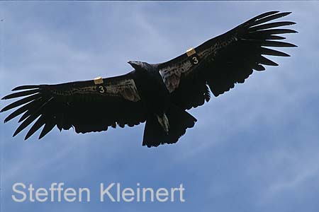 grand canyon np - california condor - arizona - national park usa 055