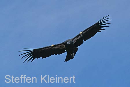 grand canyon np - california condor - arizona - national park usa 056