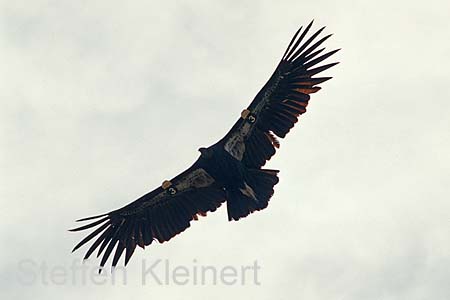 grand canyon np - california condor - arizona - national park usa 057