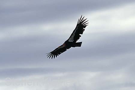 grand canyon np - california condor - arizona - national park usa 058