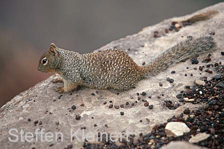 grand canyon np - squirrel - arizona - national park usa 035