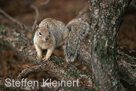 grand canyon np - squirrel - arizona - national park usa 036