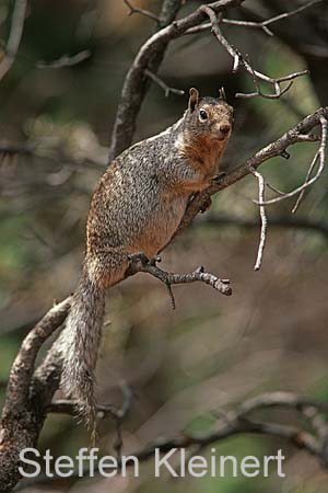 grand canyon np - squirrel - arizona - national park usa 059