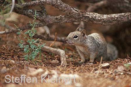 grand canyon np - squirrel - arizona 060