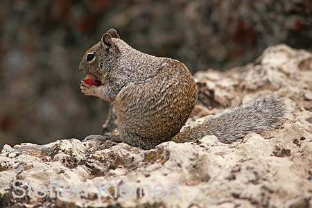 grand canyon np - squirrel - arizona - national park usa 062