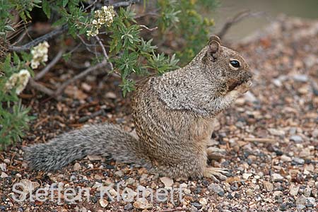 grand canyon np - squirrel - arizona - national park usa 063