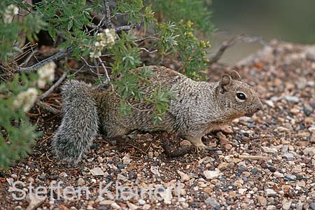 grand canyon np - squirrel - arizona - national park usa 064