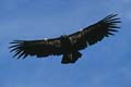 grand canyon np - california condor - arizona 054