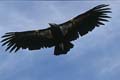 grand canyon np - california condor - arizona 055