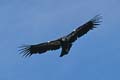 grand canyon np - california condor - arizona 056