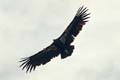 grand canyon np - california condor - arizona 057