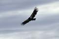 grand canyon np - california condor - arizona 058