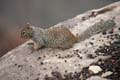 grand canyon np - squirrel - arizona 035