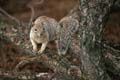 grand canyon np - squirrel - arizona 036