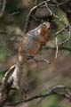 grand canyon np - squirrel - arizona 059