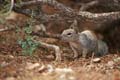 grand canyon np - squirrel - arizona 061