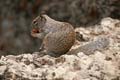 grand canyon np - squirrel - arizona 062