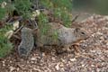 grand canyon np - squirrel - arizona 064