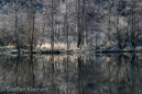 Harz 006, Okerstausee, bereifte Baeume, Spiegelung, reflection