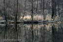 Harz 007, Okerstausee, bereifte Baeume, Spiegelung, reflection