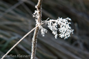 Harz 009, Raureif