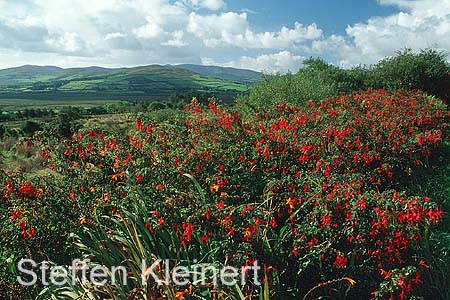 irland - ring of kerry 022