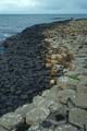 nordirland - giants causeway - basaltsaeulen 078