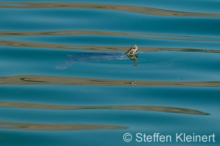 006 Kreta, Kournas-See, Westkaspische Schildkroete, Pond turtle, Mauremys rivulata