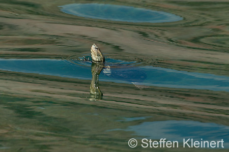 007 Kreta, Kournas-See, Westkaspische Schildkroete, Pond turtle, Mauremys rivulata