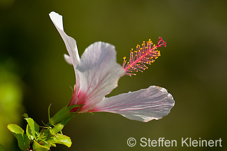 015 Kreta, Hibiskus, Hibiscus