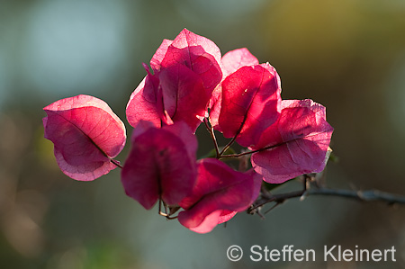 017 Kreta, Drillingsblume, Bougainvillea