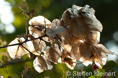 018 Kreta, Drillingsblume, Bougainvillea