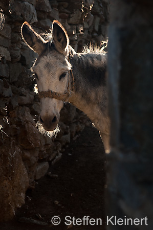 073 Kreta, Ida-Gebirge, Esel im Gegenlicht