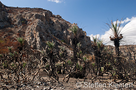 216 Kreta, Preveli, Palmenstrand