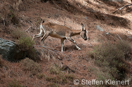 377 Kreta, Samaria Schlucht, Canyon, Krikri, Kri-Kri