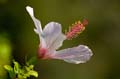 015 Kreta, Hibiskus, Hibiscus